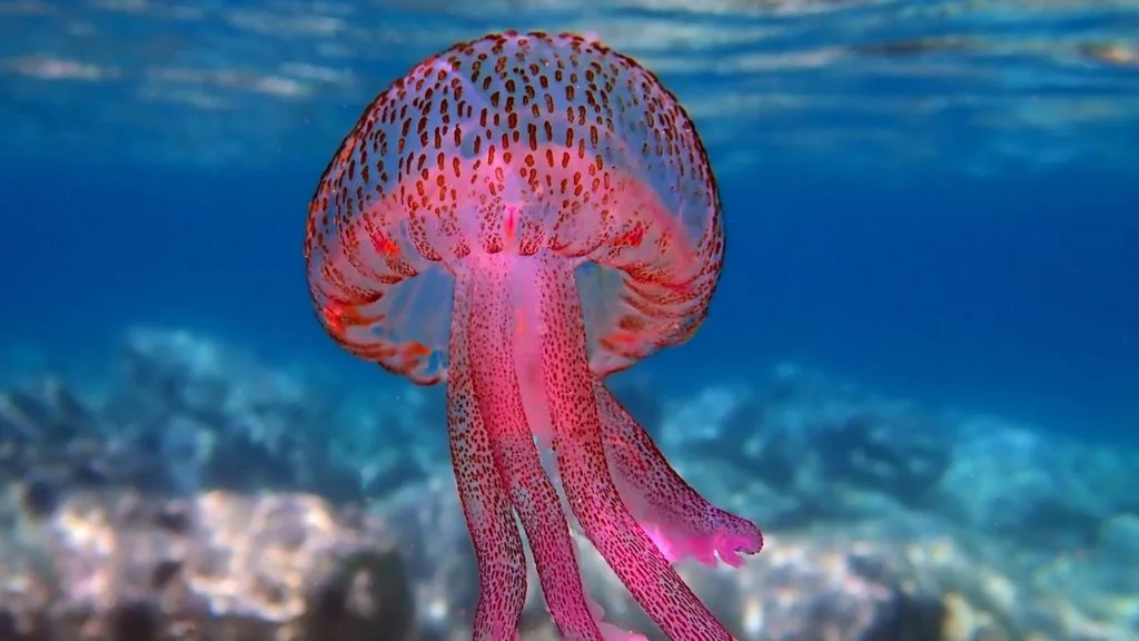Mauve Stinger (Pelagia noctiluca)