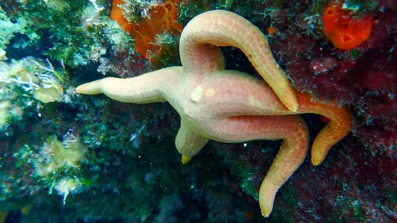 Smooth Starfish (Hacelia attenuata)