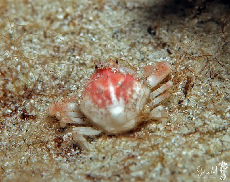 Thinarm Clutch Crab (Ebalia stimpsonii)