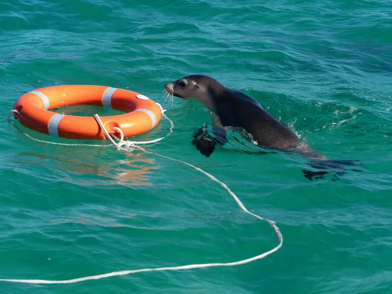 Australian Sea Lion (Neophoca cinerea)