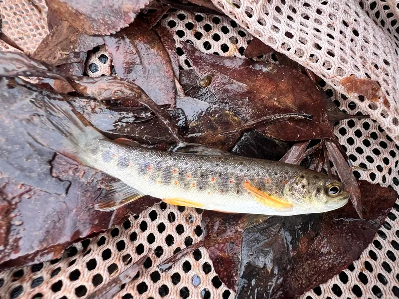 Brown (Salmo trutta)