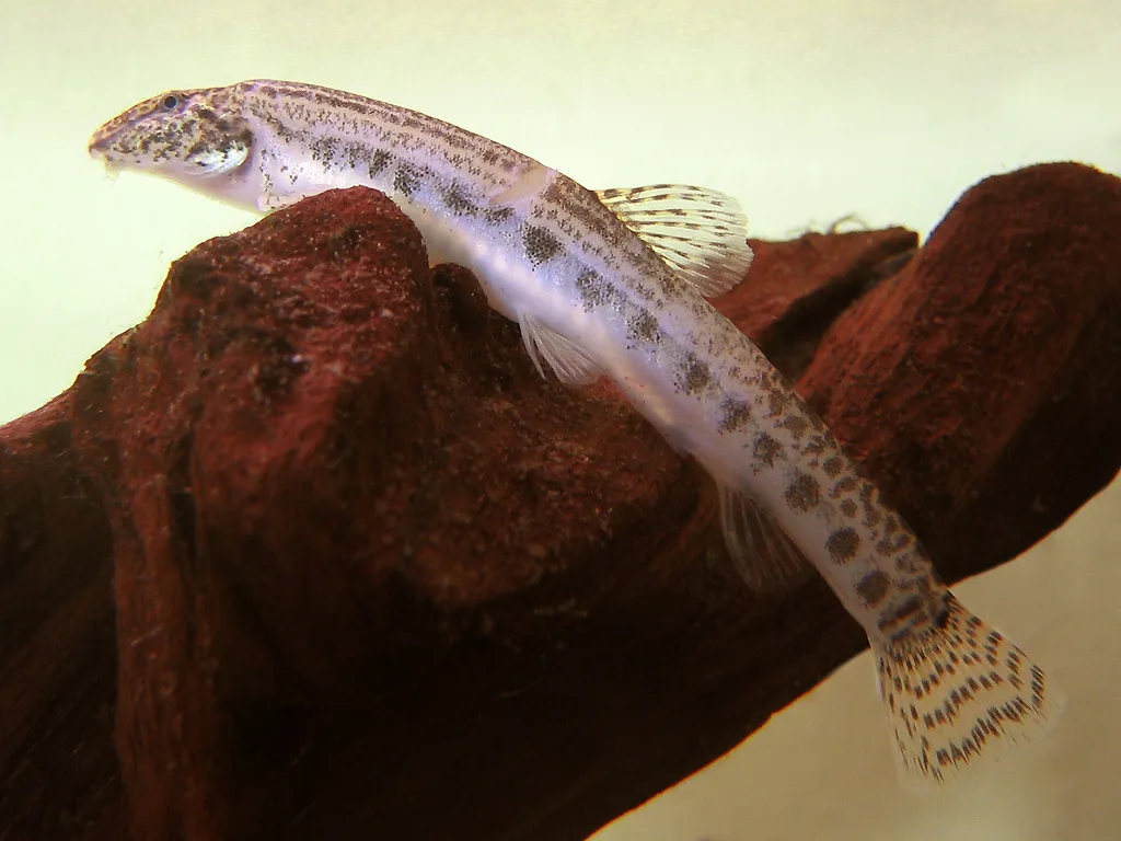 Common Spined Loach (Cobitis taenia)