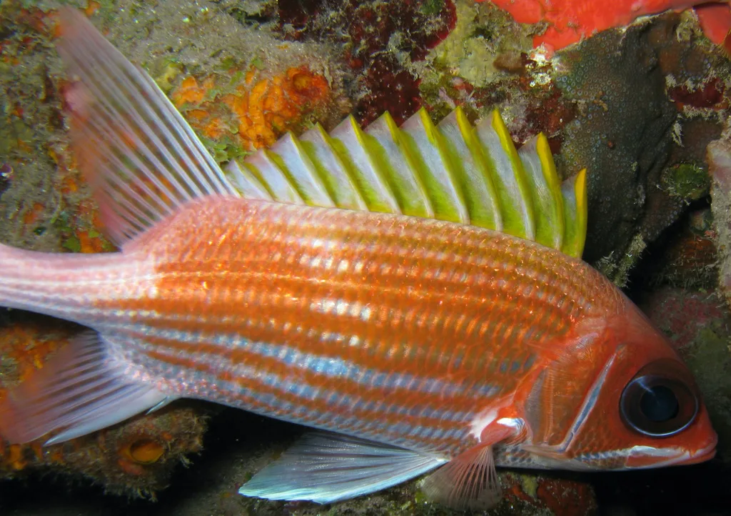 Squirrelfish (Holocentrus adscensionis)