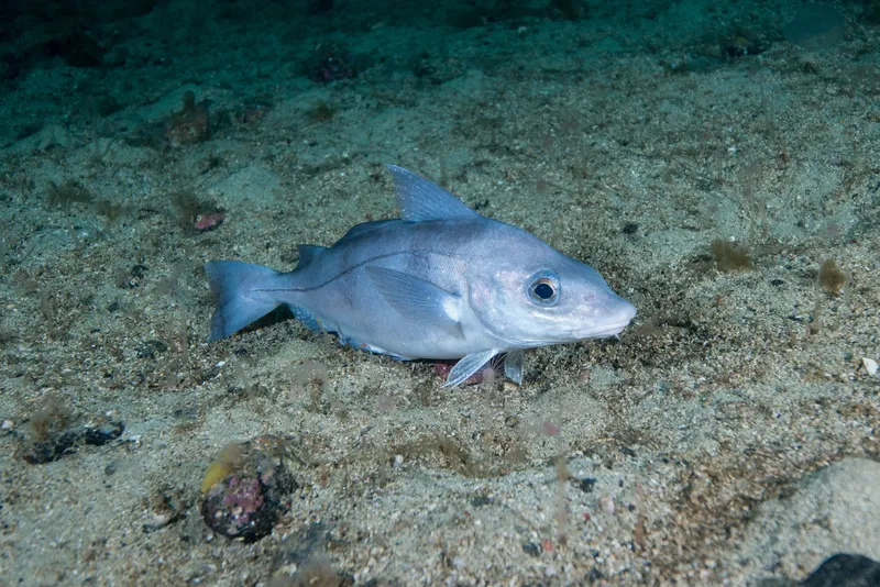 Haddock (Melanogrammus aeglefinus)