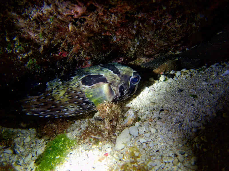 Black-Blotched Porcupinefish (Diodon liturosus)