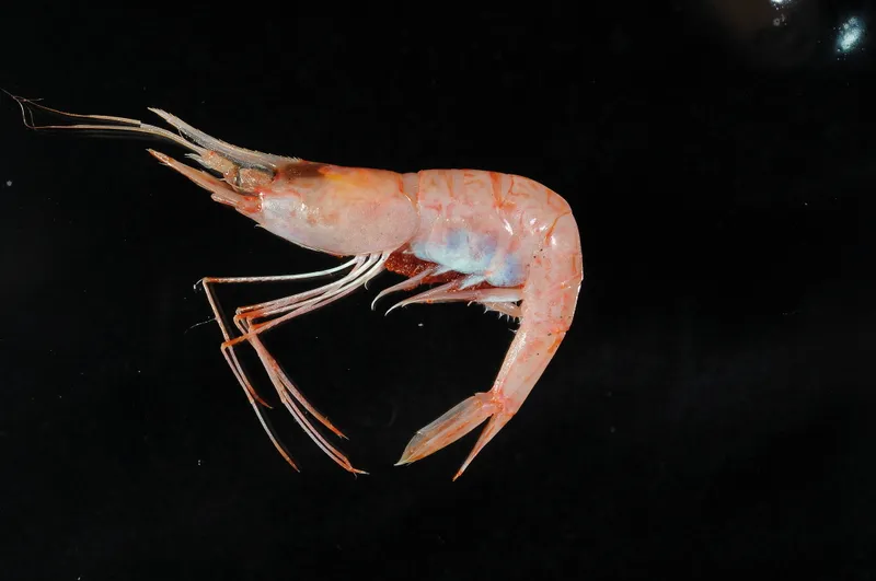 Lesser Striped Shrimp (Plesionika acanthonotus)