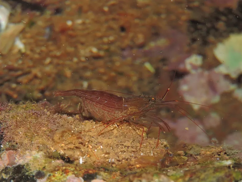 Lysmata intermedia