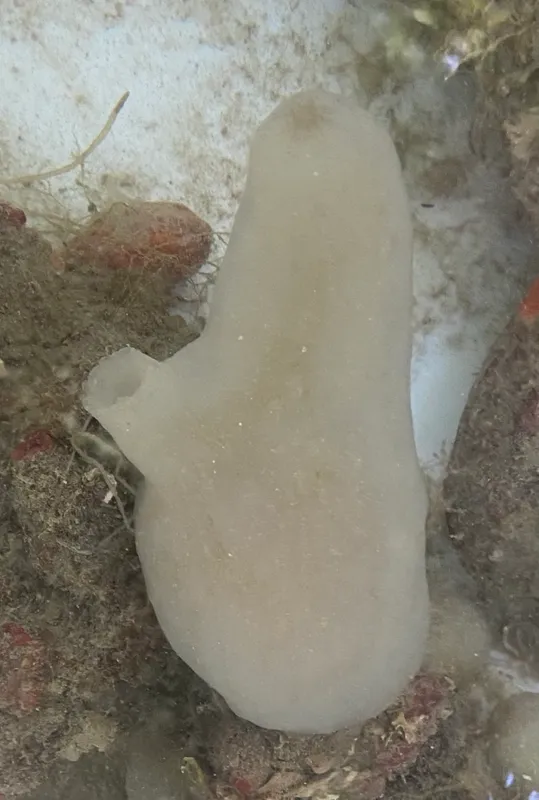 White Sea-Squirt (Phallusia mammillata)