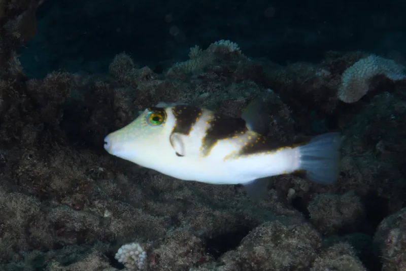 Crown Toby (Canthigaster coronata)