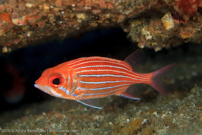 Deepwater Squirrelfish (Sargocentron bullisi)