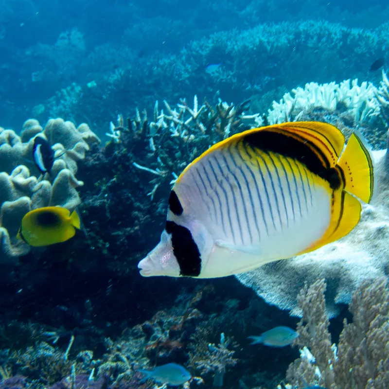 Pig-Face Butterflyfish (Chaetodon oxycephalus)
