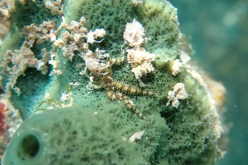 Coralline Brittle Star (Ophiocomella ophiactoides)