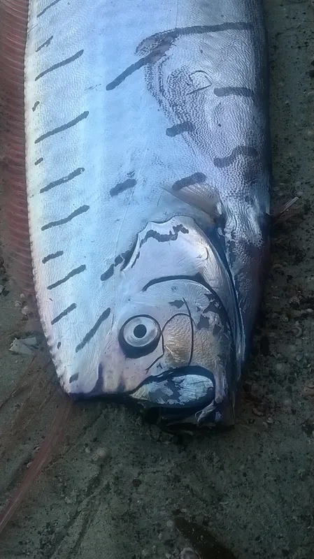 Atlantic Bonito (Sarda sarda)