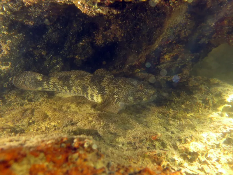 Giant Goby (Gobius cobitis)