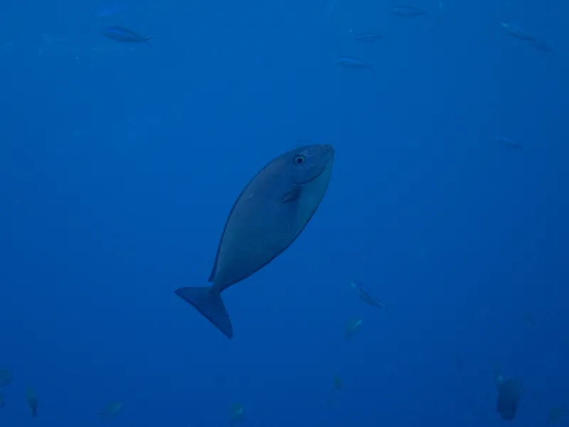 Unicornfish (Naso caeruleacauda)