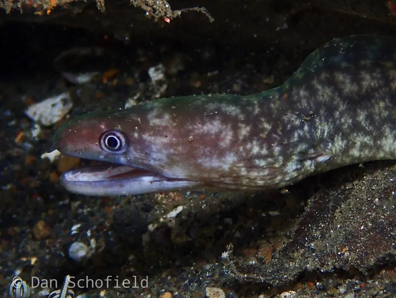 Lipspot Moray (Gymnothorax chilospilus)