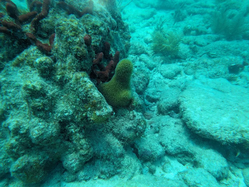 Pillar Coral (Dendrogyra cylindrus)