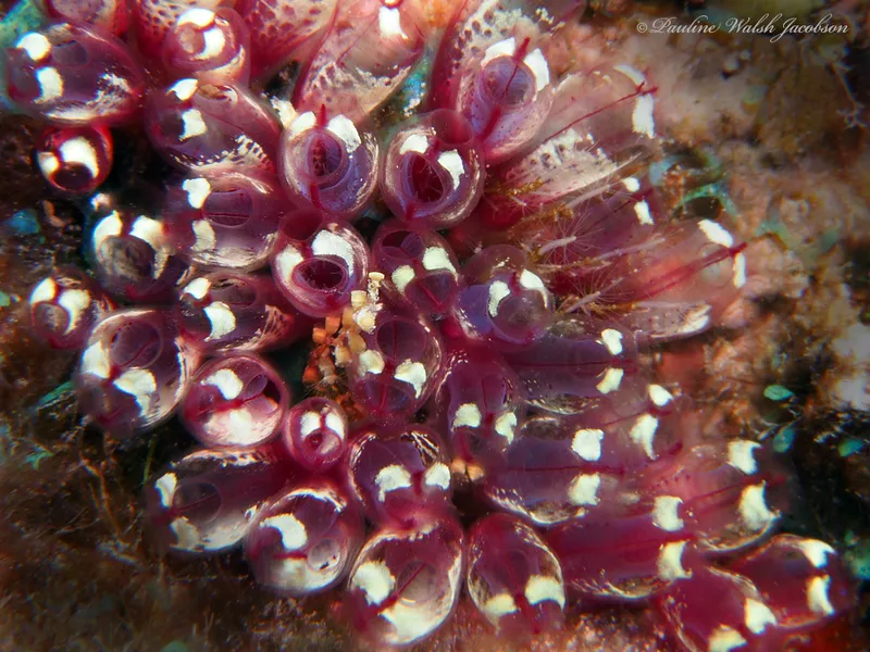 Painted Tunicate (Clavelina picta)