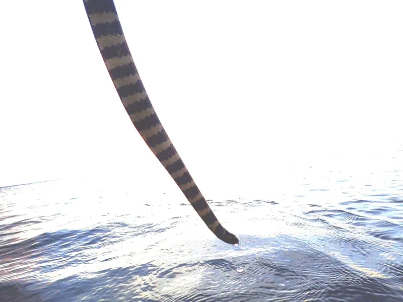 Ijima's Sea Snake (Emydocephalus ijimae)