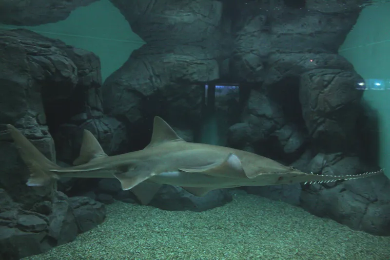 Largetooth Sawfish (Pristis microdon)