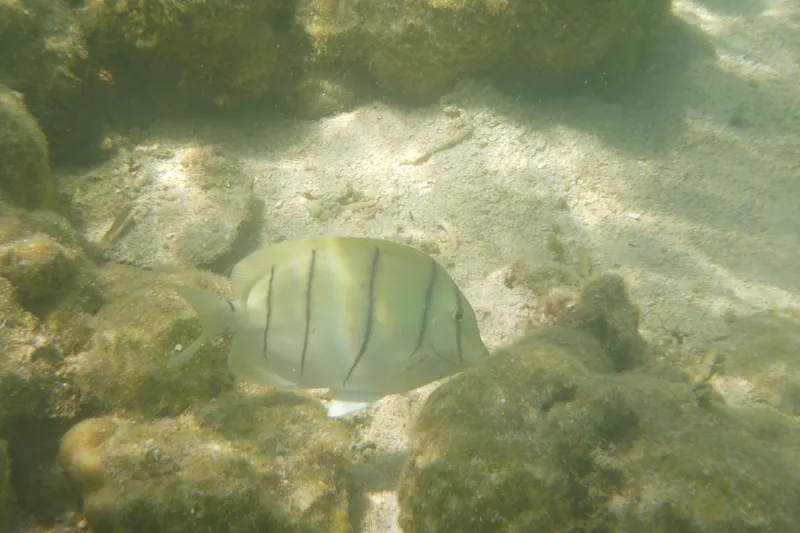Convict Surgeonfish (Acanthurus triostegus)