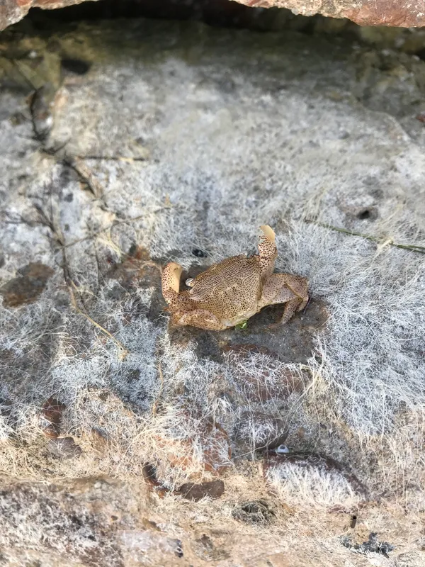 Dark Shore Crab (Pachygrapsus gracilis)