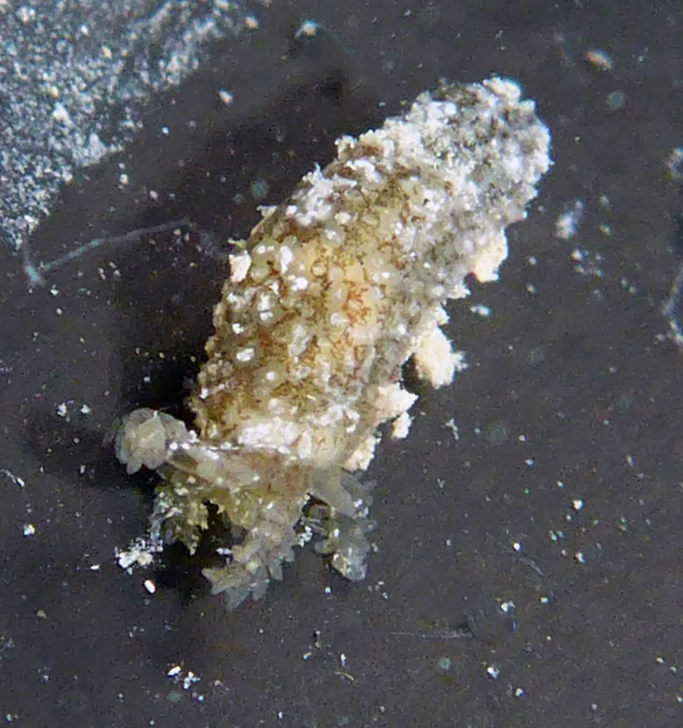 Synaptula hydriformis