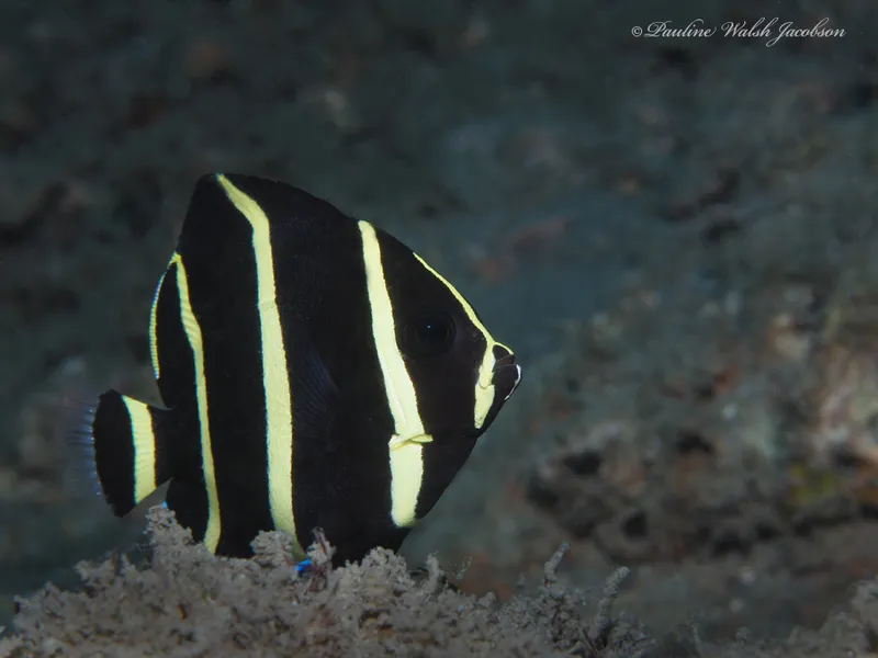 Gray Angelfish (Pomacanthus arcuatus)