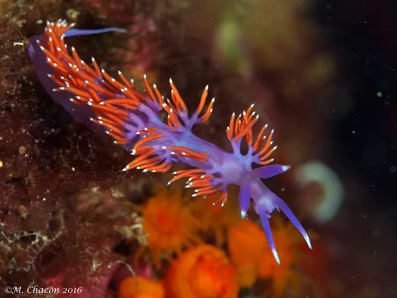 Flabellina ischitana