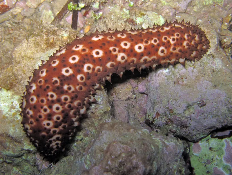 Variable Sea Cucumber (Holothuria (Platyperona) sanctori)