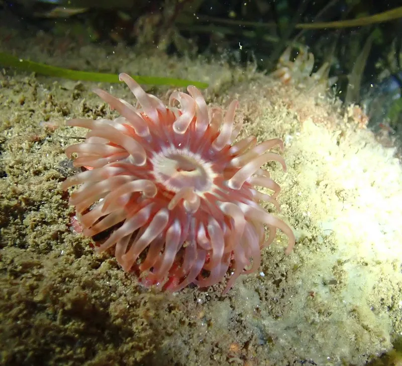 Dahlia Anemone (Urticina felina)