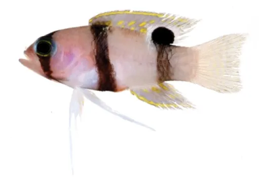 Banded Basslet (Lipogramma evides)