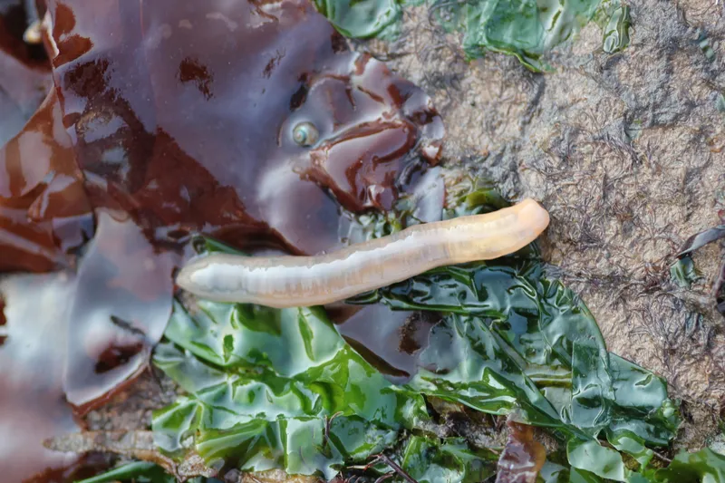 Rosy Footless Sea Cucumber (Epitomapta roseola)