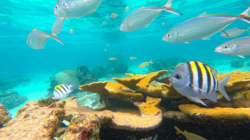 Sergeant Major (Abudefduf saxatilis)