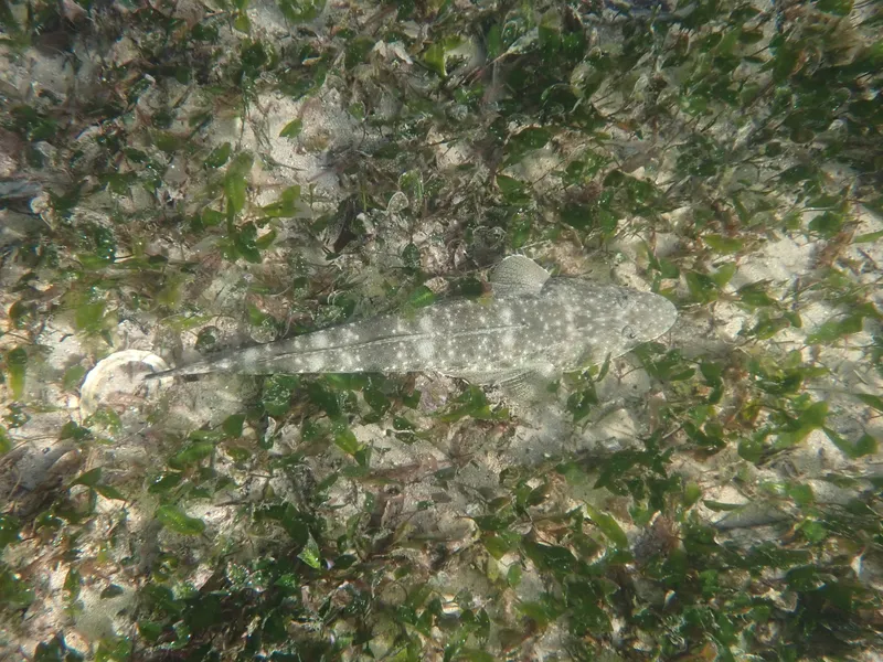 Dusky Flathead (Platycephalus fuscus)