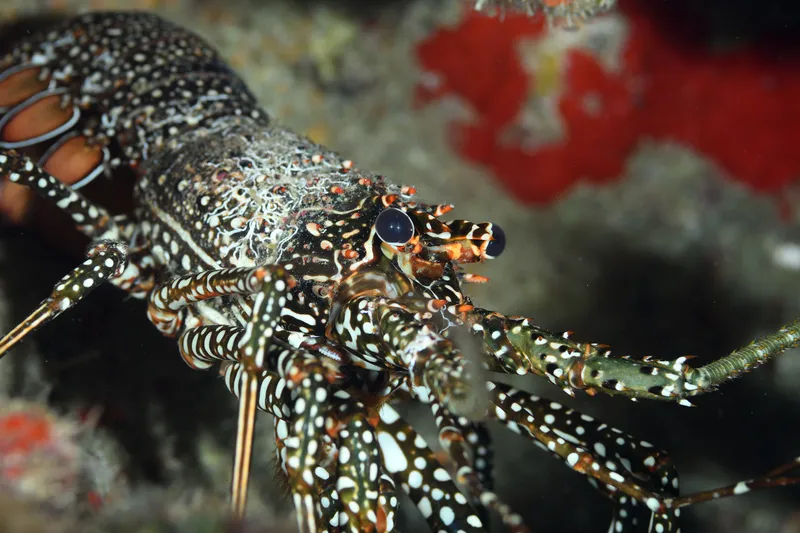 Guinea Chick Lobster (Panulirus guttatus)