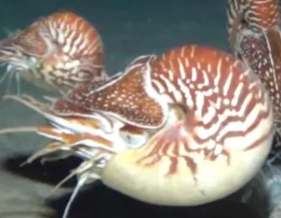 Nautilus (Nautilus samoaensis)