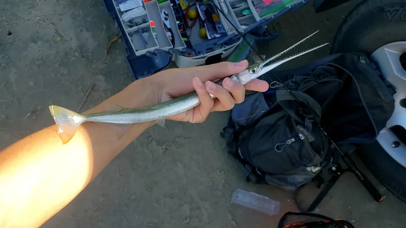 Atlantic needlefish (Strongylura marina)