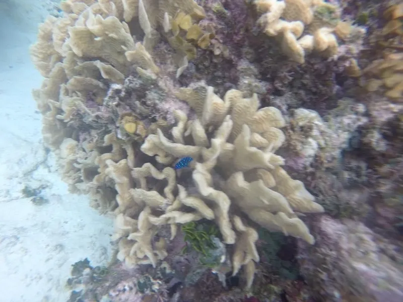 Lettuce-Leaf Coral (Agaricia tenuifolia)