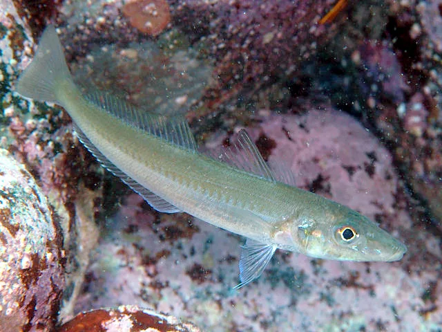 Japanese Sillago (Sillago japonica)