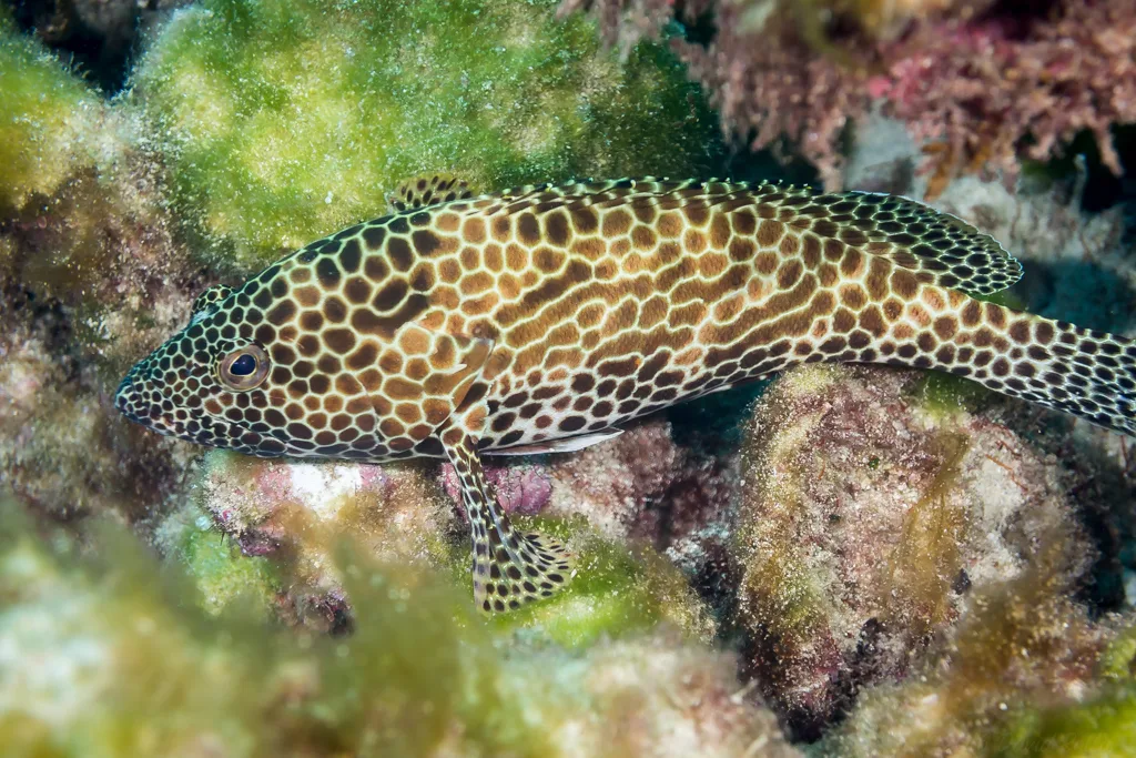 Honeycomb Grouper (Epinephelus merra)