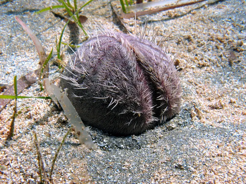 Purple Heart Urchin (Spatangus purpureus)