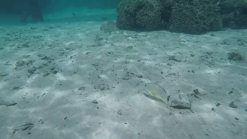 Blacktail Snapper (Lutjanus fulvus)