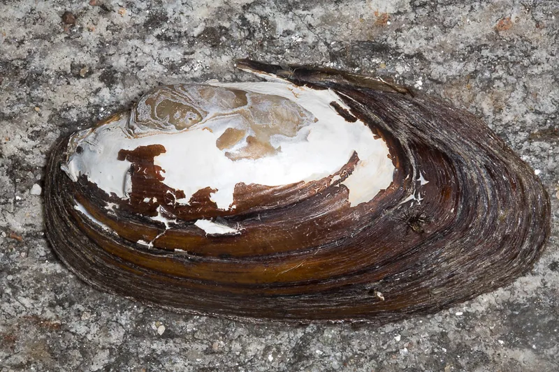 Unio elongatulus