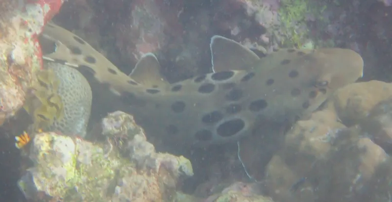Papuan Epaulette Shark (Hemiscyllium hallstromi)