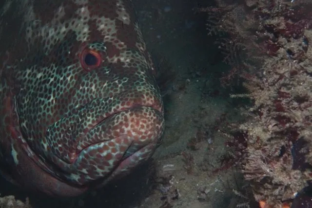 Tomato Hind (Cephalopholis sonnerati)
