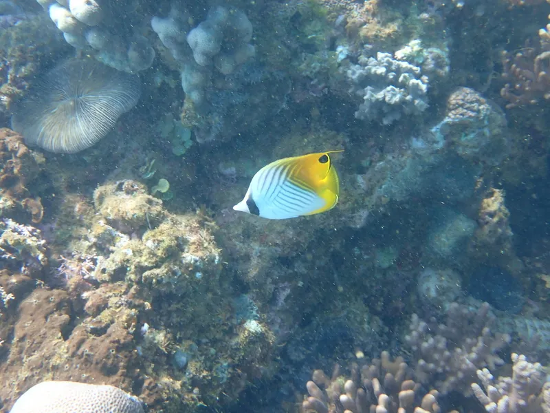 Threadfin Butterflyfish (Chaetodon auriga)