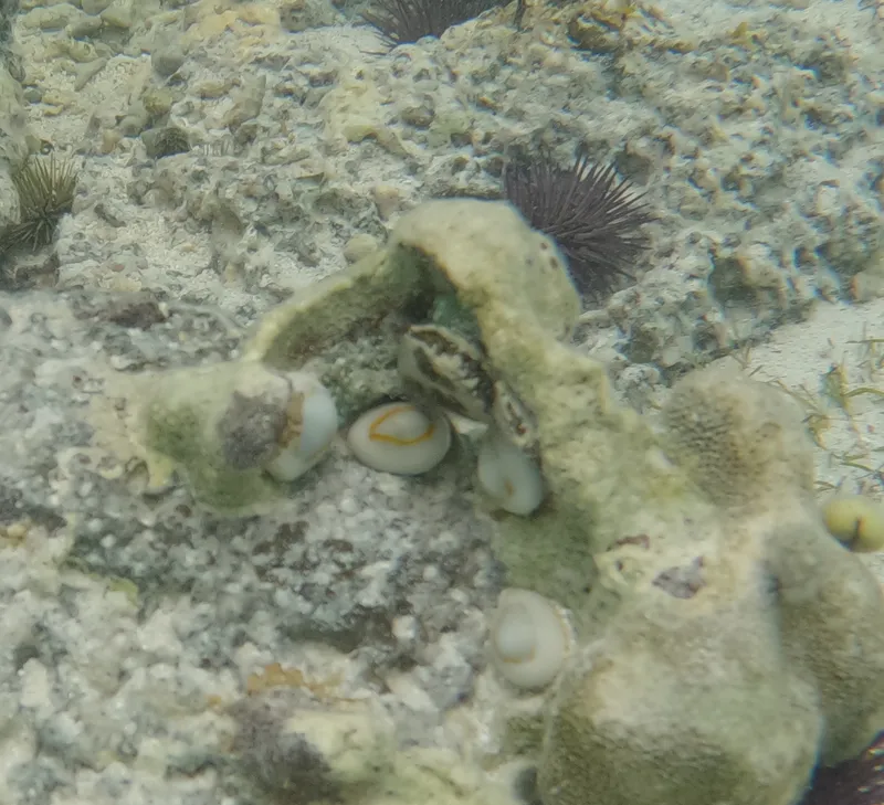 Ring Cowrie (Monetaria annulus)