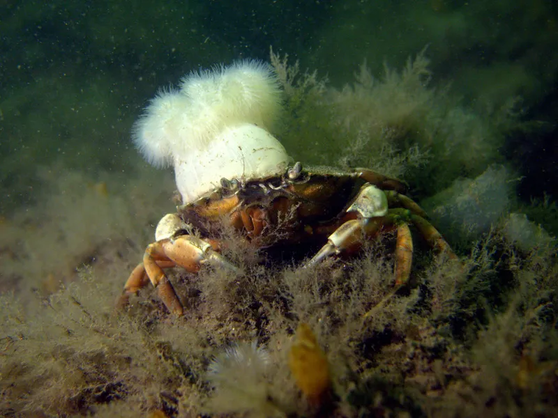Common Shore Crab (Carcinus maenas)