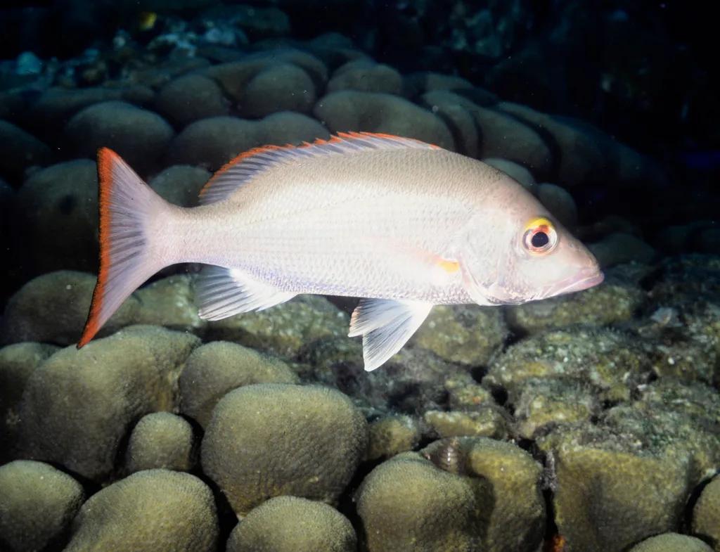 Mahogany Snapper (Lutjanus mahogoni)